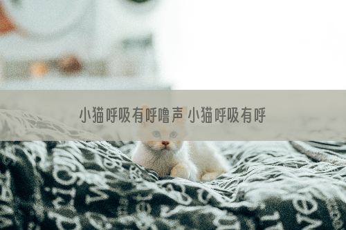 小猫呼吸有呼噜声 小猫呼吸有呼噜声怎么办