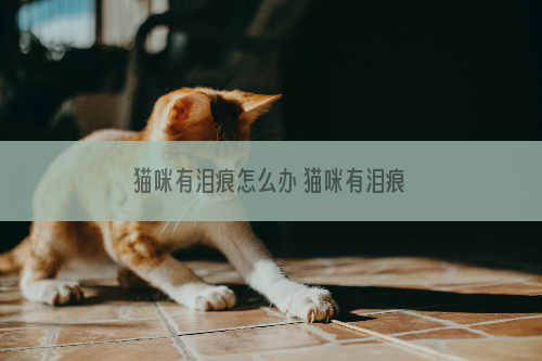 猫咪有泪痕怎么办 猫咪有泪痕