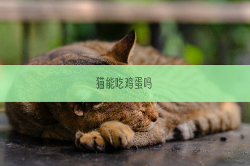 猫能吃鸡蛋吗