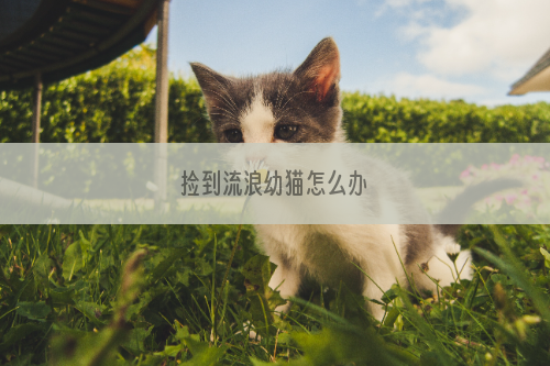 捡到流浪幼猫怎么办