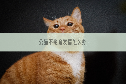 公猫不绝育发情怎么办
