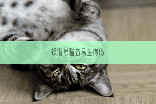 银渐层猫容易生病吗