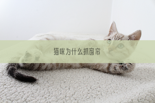 猫咪为什么抓窗帘