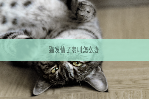 猫发情了老叫怎么办