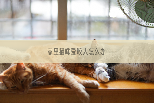 家里猫咪爱咬人怎么办