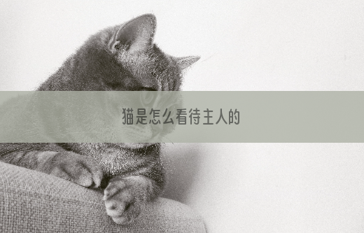 猫是怎么看待主人的