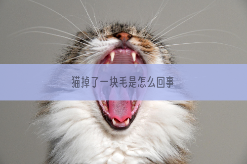 猫掉了一块毛是怎么回事