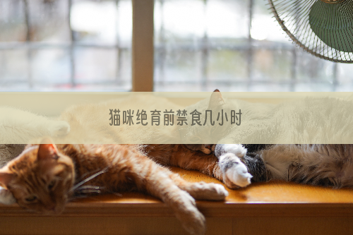 猫咪绝育前禁食几小时