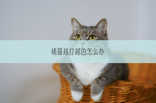 橘猫越打越凶怎么办