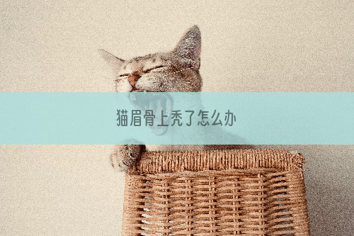 猫眉骨上秃了怎么办