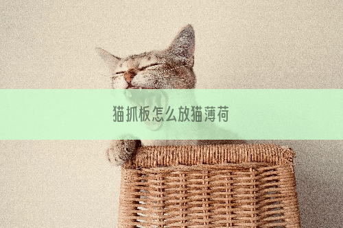 猫抓板怎么放猫薄荷