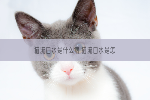 猫流口水是什么病 猫流口水是怎么回事