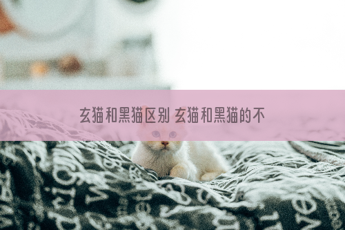 玄猫和黑猫区别 玄猫和黑猫的不同