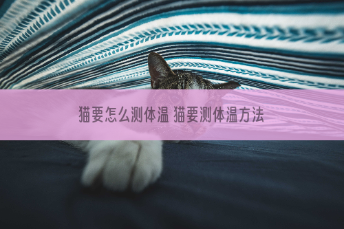 猫要怎么测体温 猫要测体温方法