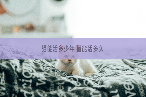 猫能活多少年 猫能活多久