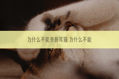 为什么不能养折耳猫 为什么不能养折耳猫的原因