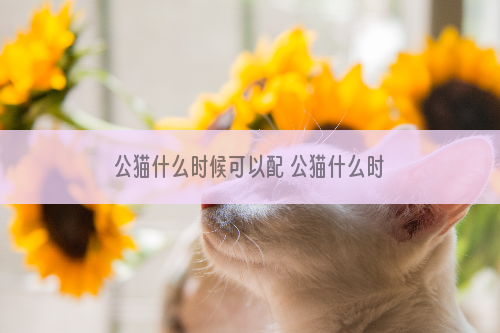 公猫什么时候可以配 公猫什么时候可以配种