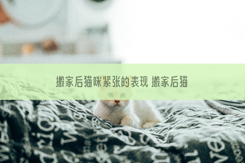 搬家后猫咪紧张的表现 搬家后猫咪紧张的表现有哪些