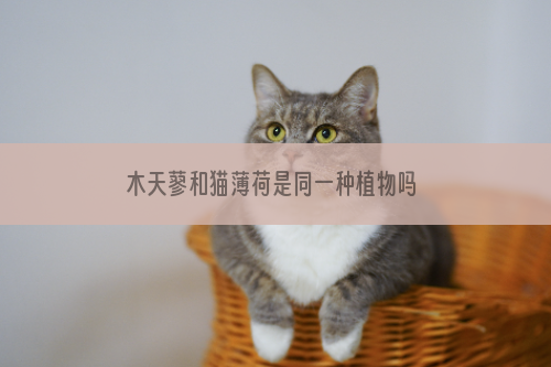 木天蓼和猫薄荷是同一种植物吗 木天蓼和猫薄荷是一种吗