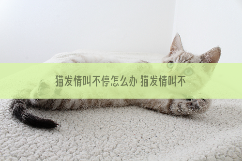 猫发情叫不停怎么办 猫发情叫不停