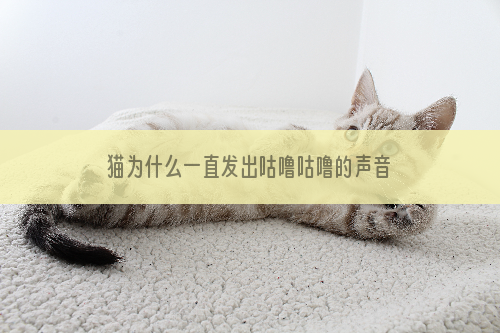 猫为什么一直发出咕噜咕噜的声音 猫发出咕噜咕噜的声音