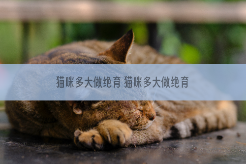 猫咪多大做绝育 猫咪多大做绝育比较好