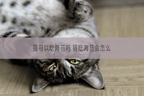 猫可以吃海苔吗 猫吃海苔会怎么样