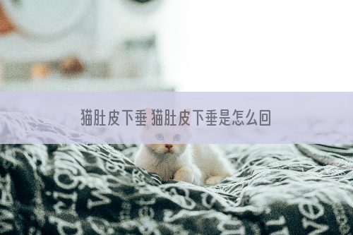 猫肚皮下垂 猫肚皮下垂是怎么回事