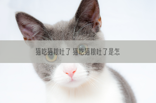 猫吃猫粮吐了 猫吃猫粮吐了是怎么回事