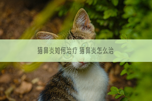 猫鼻炎如何治疗 猫鼻炎怎么治