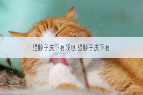 猫脖子皮下有硬包 猫脖子皮下有硬包怎么办