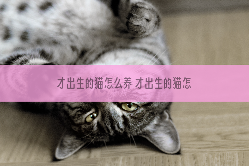 才出生的猫怎么养 才出生的猫怎么养好