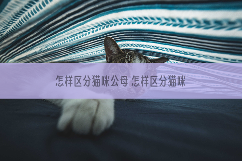 怎样区分猫咪公母 怎样区分猫咪性别