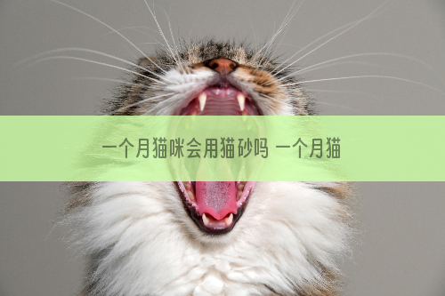 一个月猫咪会用猫砂吗 一个月猫咪会不会用猫砂