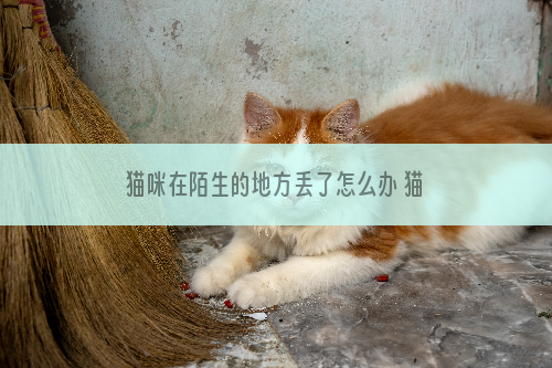 猫咪在陌生的地方丢了怎么办 猫咪在陌生的地方丢了怎么找