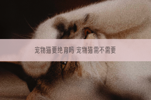 宠物猫要绝育吗 宠物猫需不需要绝育