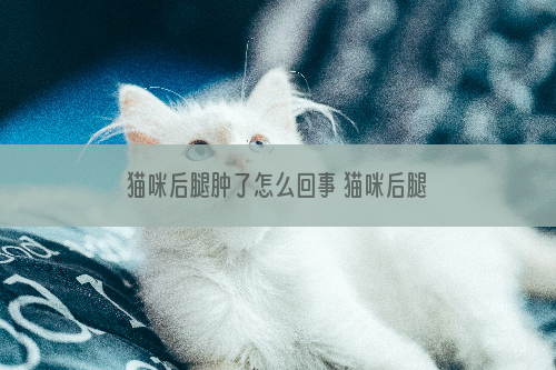 猫咪后腿肿了怎么回事 猫咪后腿肿了为什么