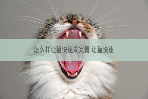 怎么样让猫快速发完情 让猫快速发完情方法