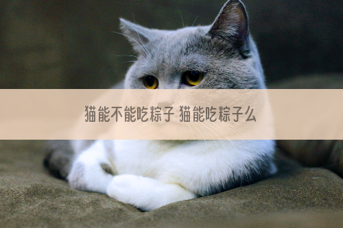 猫能不能吃粽子 猫能吃粽子么