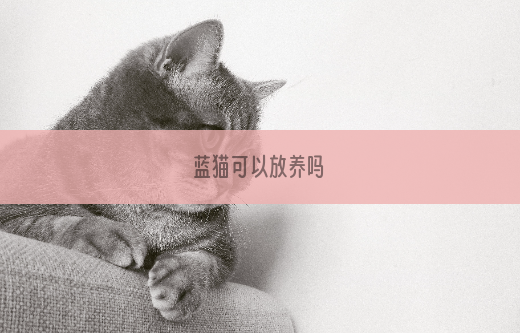 蓝猫可以放养吗