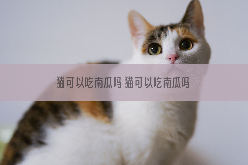 猫可以吃南瓜吗 猫可以吃南瓜吗煮的