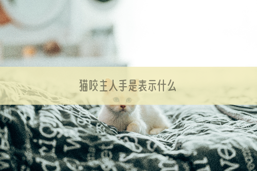 猫咬主人手是表示什么