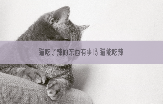 猫吃了辣的东西有事吗 猫能吃辣的东西吗