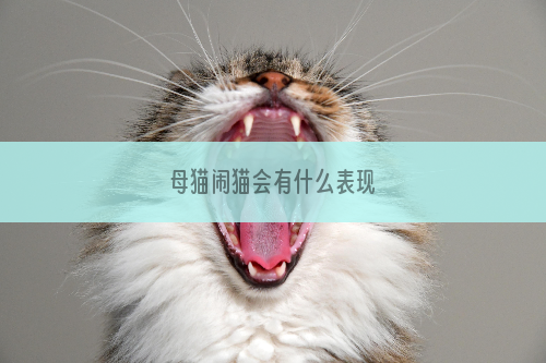 母猫闹猫会有什么表现