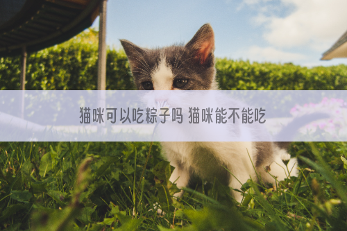 猫咪可以吃粽子吗 猫咪能不能吃粽子