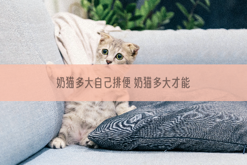 奶猫多大自己排便 奶猫多大才能自己排便
