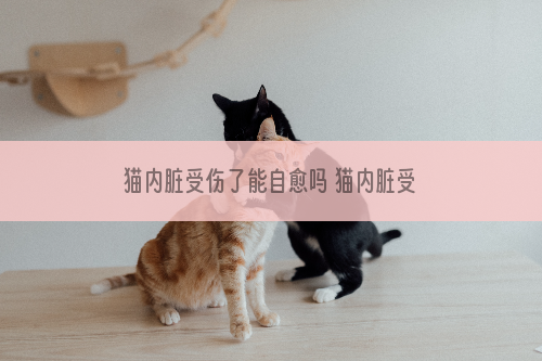 猫内脏受伤了能自愈吗 猫内脏受伤了会不会自愈