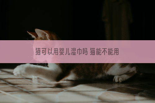 猫可以用婴儿湿巾吗 猫能不能用婴儿湿巾