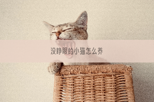 没睁眼的小猫怎么养