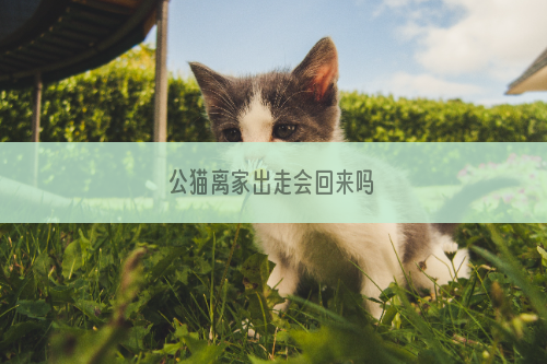 公猫离家出走会回来吗
